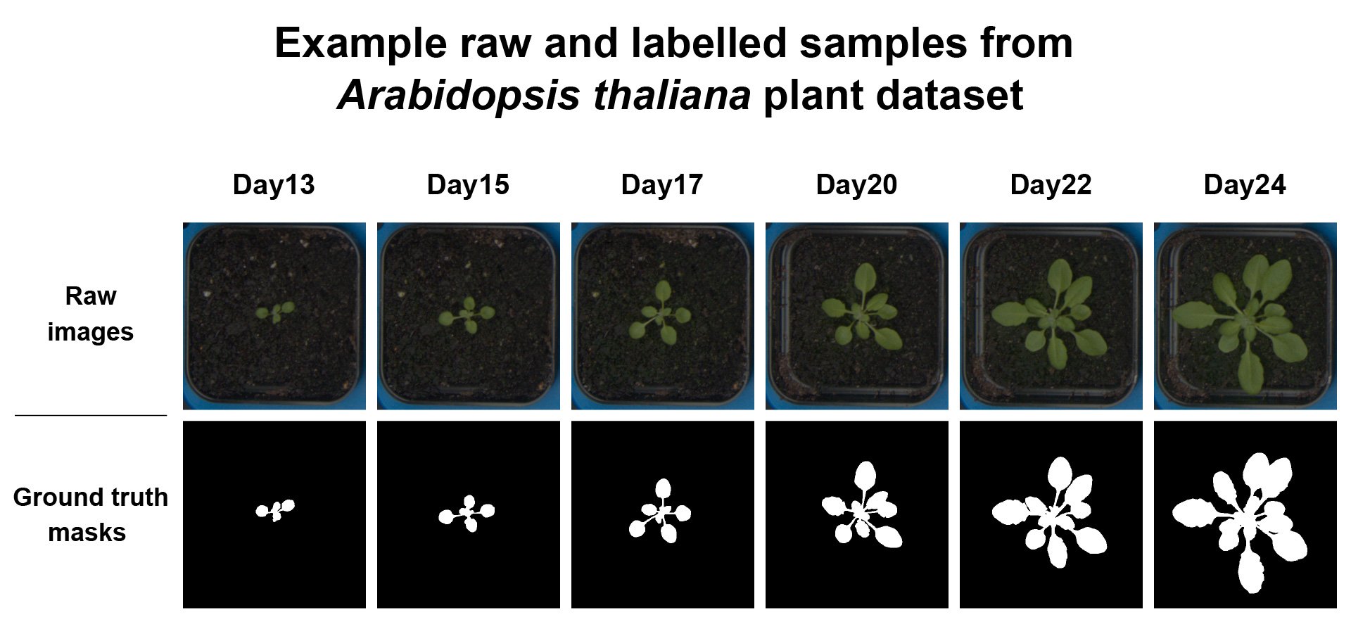 Figure 2A: Examples of raw RGB images of the Col-0 Arabidopsis ecotype with corresponding plant labels.