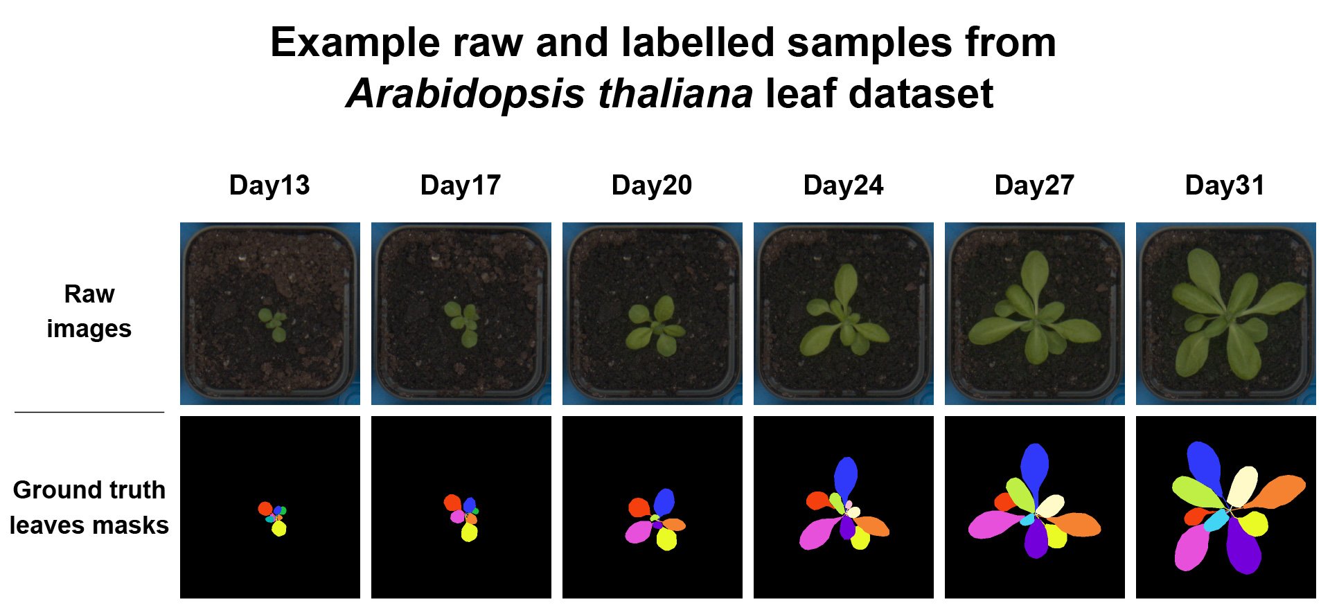 Figure 2B: Examples of raw RGB images of the Ler-1 Arabidopsis ecotype with corresponding individual leaf labels.