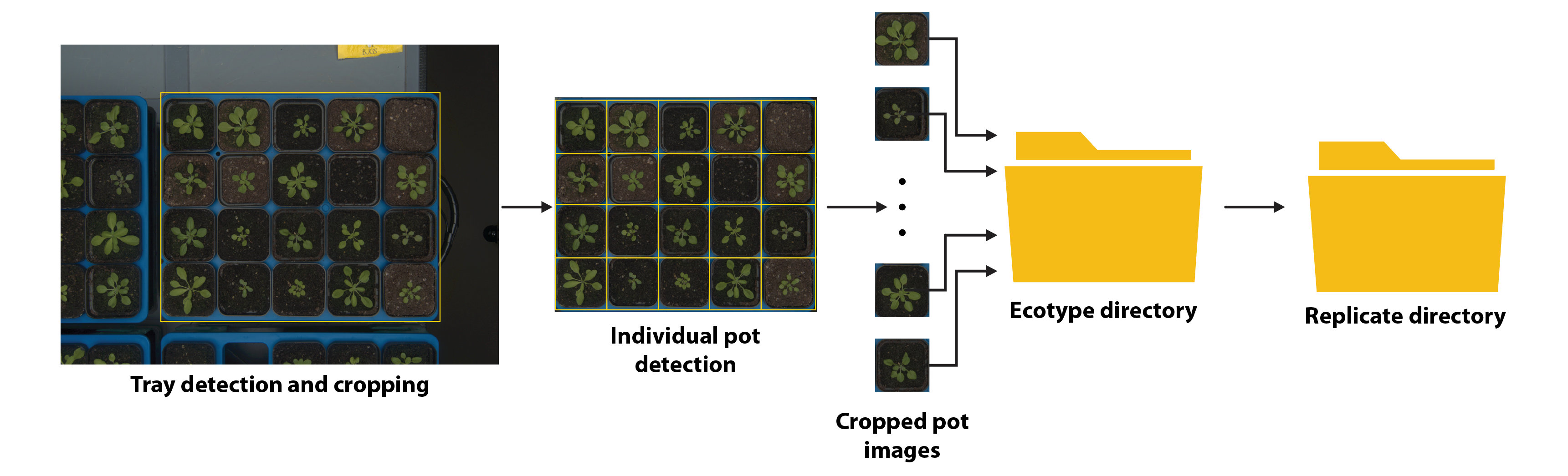 tray cropping and collection