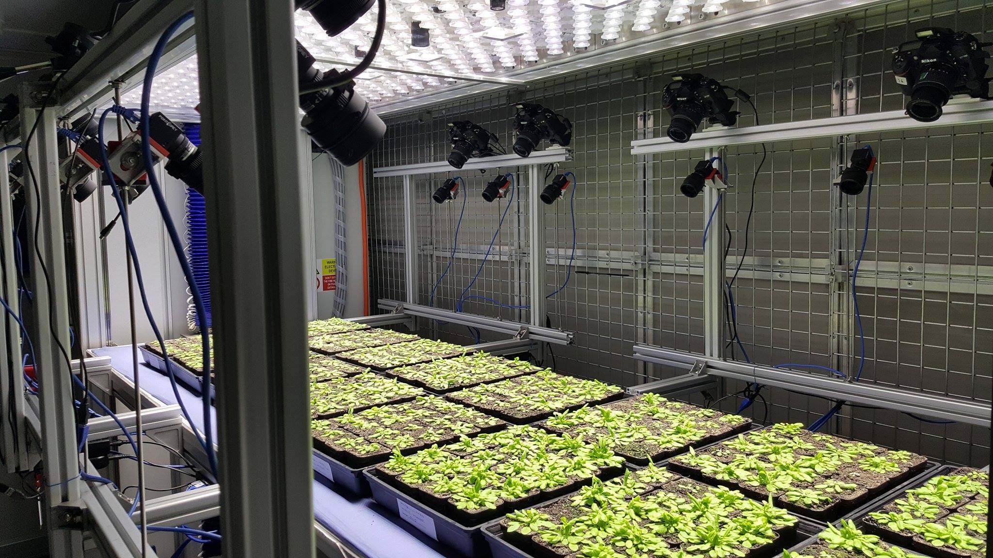 tray cropping and collection