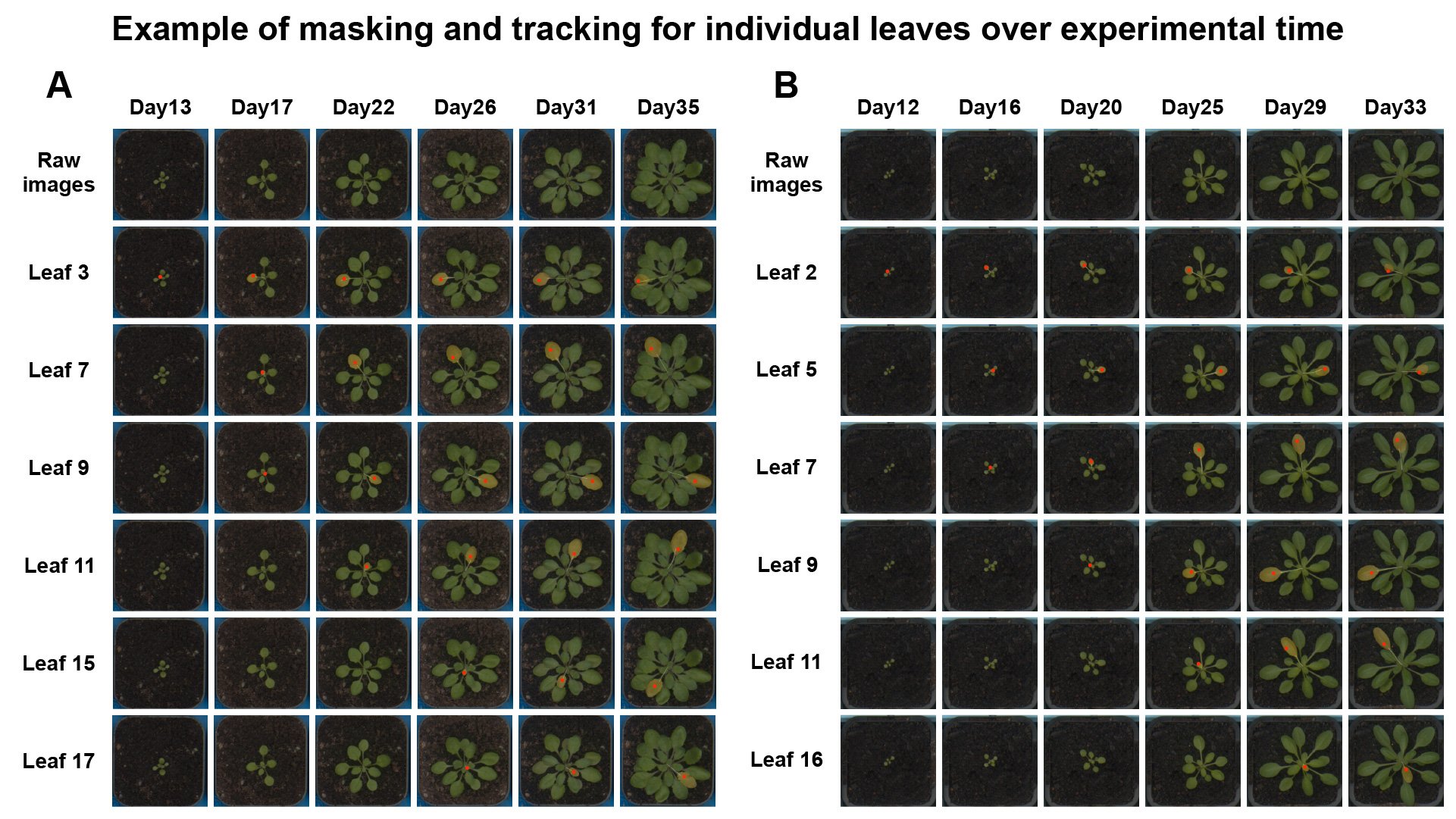 tray cropping and collection